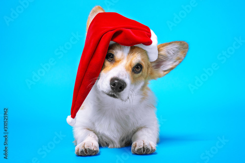Sad cute corgi dog lies on blue background dressed in red Santa Claus hat. Pretty  dog face expression. New year or Christmas holidays concept. © Masarik