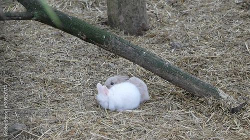 Two Cute Little Rabbits Sitting On The Hay