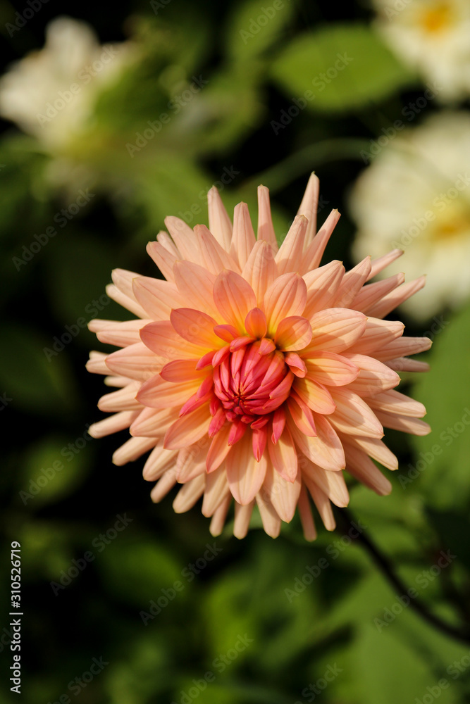 Closeup of orange dahlia flower Closeup of orange dahlia flower
