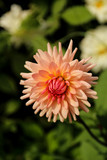 Closeup of orange dahlia flower