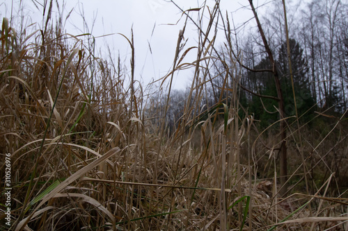 Dry reeds in autumn landscape