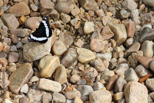 Butterfly on rocks