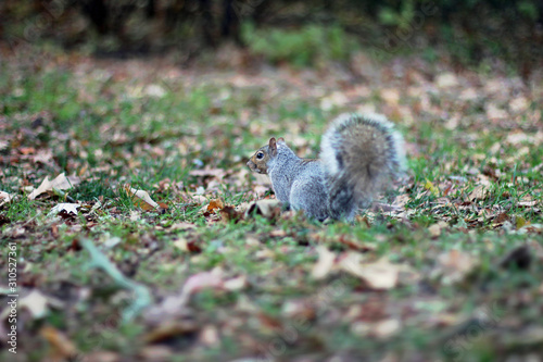 Close up of a gray squirrel on meadow in autumn in the park © ramonr