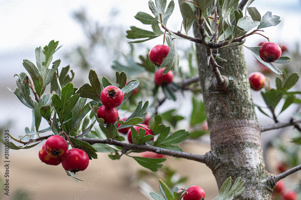 branches with red autumn berries