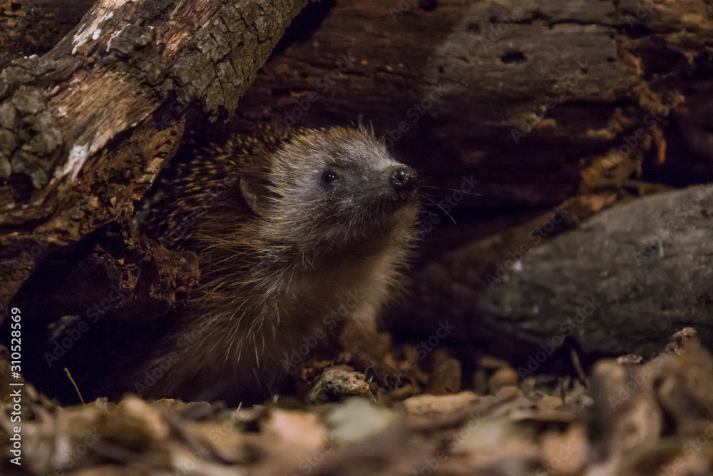 Hedgehog coming out of the burrow. Hedgehog coming out of the burrow.