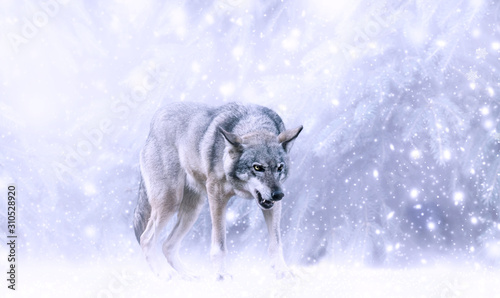 Christmas portrait of fabulous grinning gray wolf canis lupus ready to attack on fairytale winter snow background with snowfall and snowflakes. Fantasy new year card with snowy fir spruce tree forest.