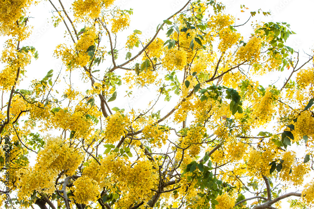 Fototapeta premium yellow autumn leaves