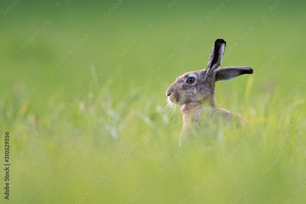 Fototapeta premium Feldhase auf einer Wiese im Abendlicht