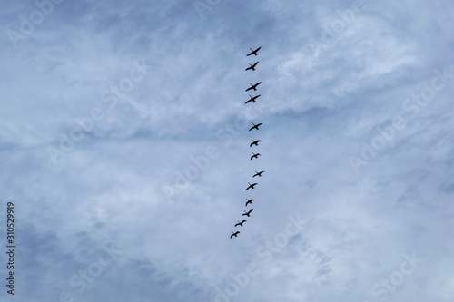 A flock of swans flies against a cloudy spring sky.