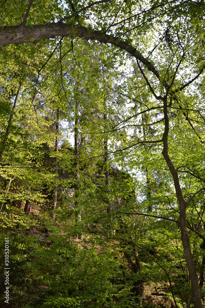 Walk along the mountain forest river Walk along the mountain forest river