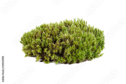 natural green moss sphagnum closeup isolated