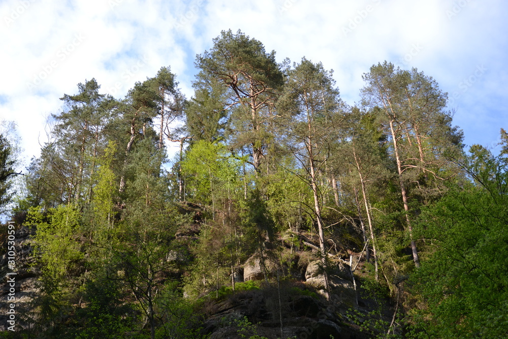 Fototapeta premium Walk along the mountain forest river