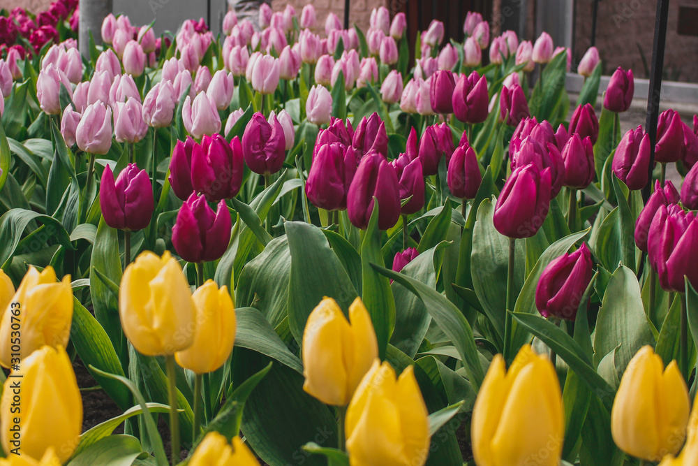Wonderful field of pink, white and yellow tulips in park in the Netherlands