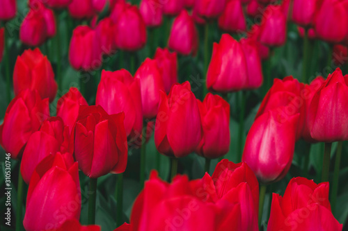 Wonderful field of red tulips in park in the Netherlands