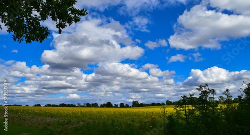 Field of Yellow Goldenrod Under Blue Sky with Clouds