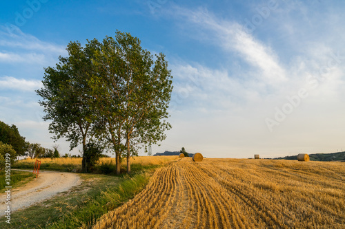 Wheat fields in hills of Verucchio in Romagna photo