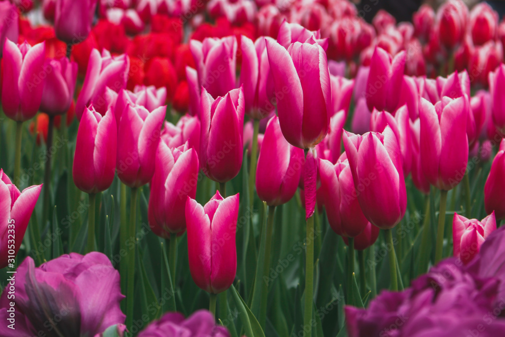 Wonderful field of mixed red and pink tulips in park in the Netherlands Wonderful field of mixed red and pink tulips in park in the Netherlands
