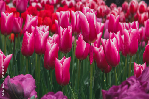 Wonderful field of mixed red and pink tulips in park in the Netherlands