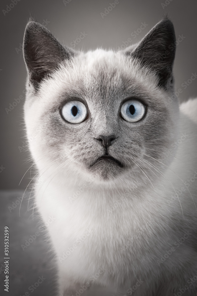 Close up portrait of a beautiful cat with big eyes expressing shock and surprise