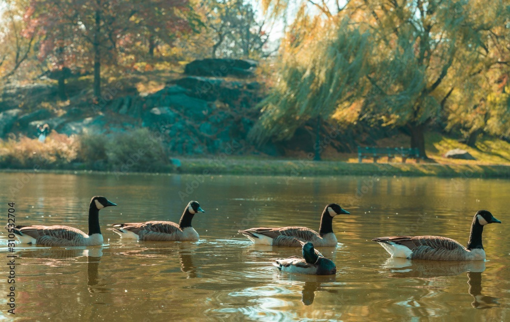 goose bird pati lake wildlife nature pond animal swimming white green