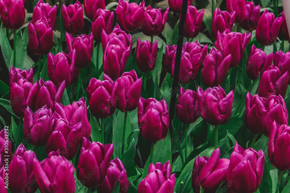 Wonderful field of purple tulips in park in the Netherlands