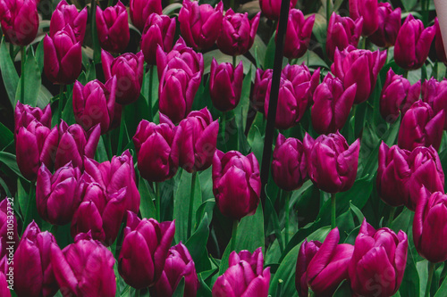 Wonderful field of purple tulips in park in the Netherlands