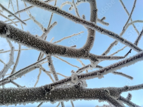branches of a tree in snow