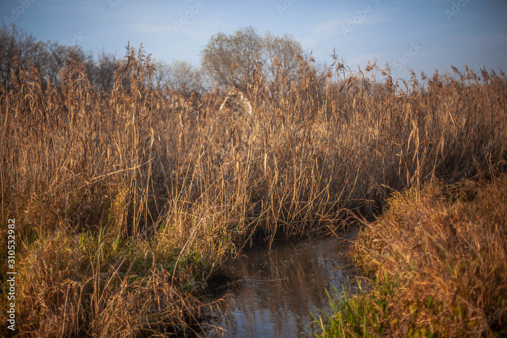 river and reed