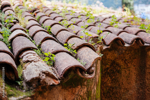 fragment of tiled roof covered with vegetation