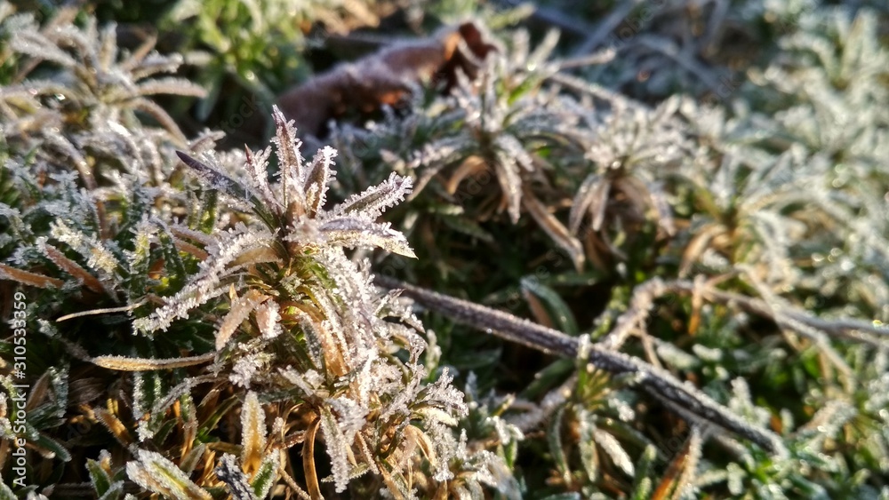 Frost on the leaves Frost on the leaves