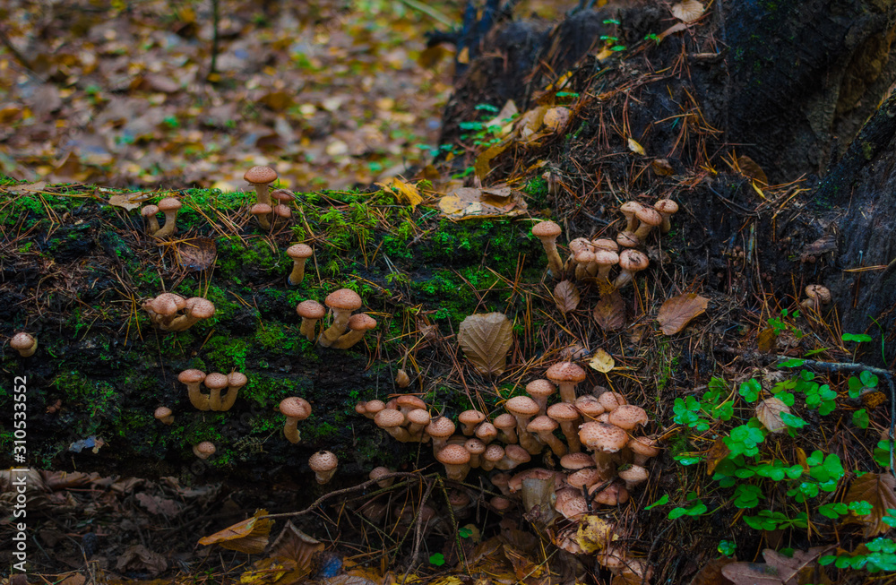 large caps mushrooms on a tree on a background and with raindrops in macro large caps mushrooms on a tree on a background and with raindrops in macro