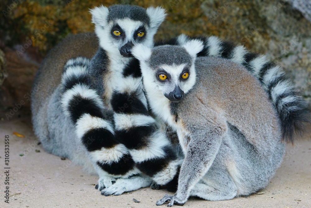 Two black and white ring-tailed lemurs (lemur catta) from Madagascar with shiny eyes