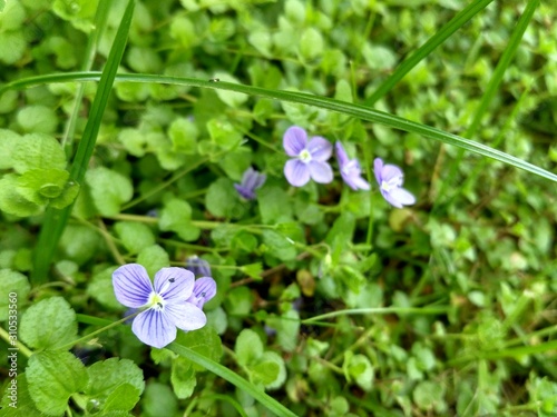 blue flowers in the garden