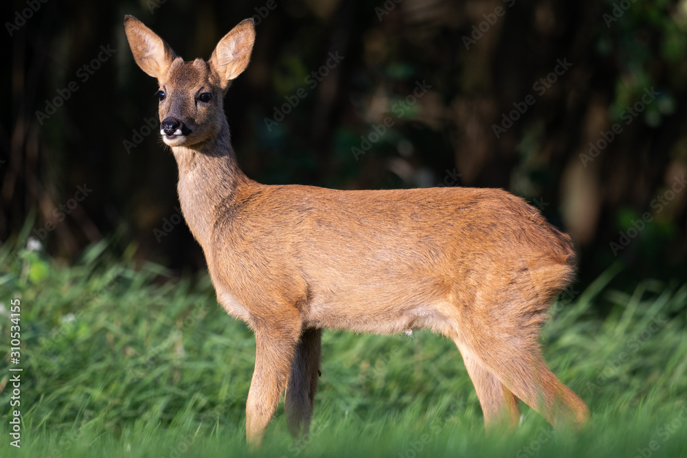 Fototapeta premium Bockkitz