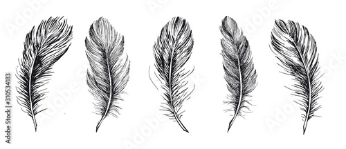 Feathers set. Hand drawn on white background.