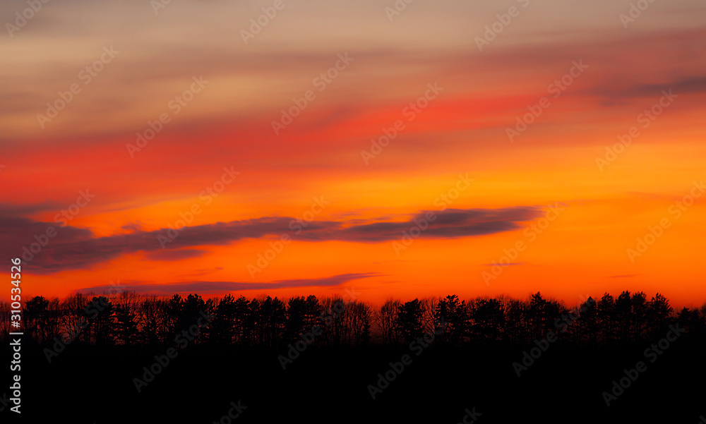 Astonishing red dusk with black trees silhouettes Astonishing red dusk with black trees silhouettes