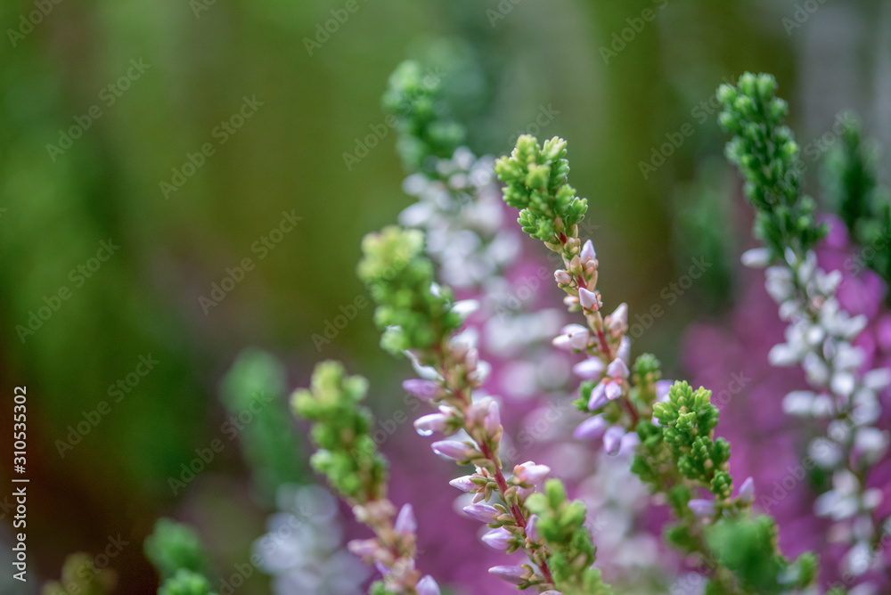 Macro photography of calluna vulgaris perrenial plant with shallow depth of field and blurred green background with copy space Macro photography of calluna vulgaris perrenial plant with shallow depth of field and blurred green background with copy space