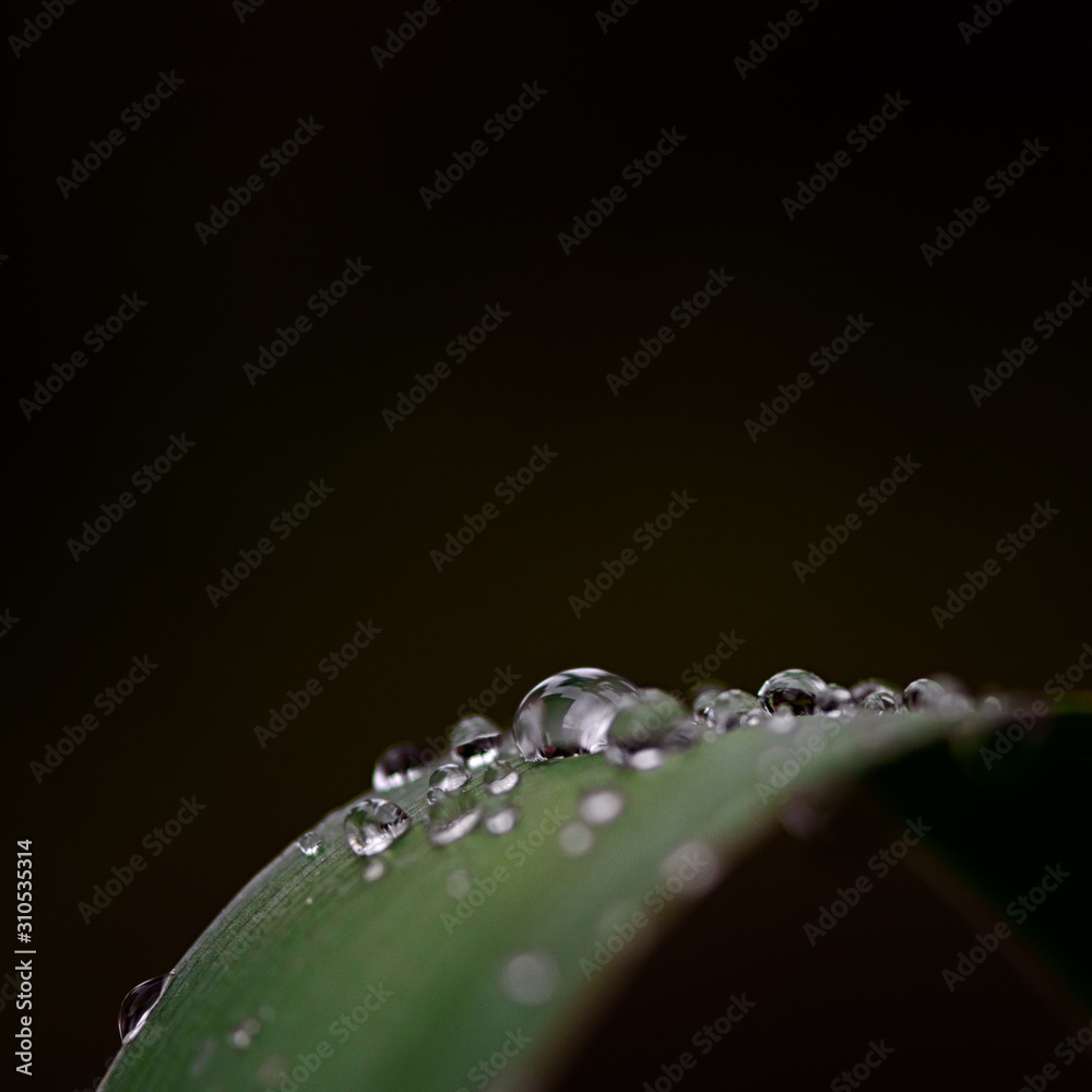 Φωτογραφία Macro photography of the raindrops on the green leaf, isolated on a dark backgro