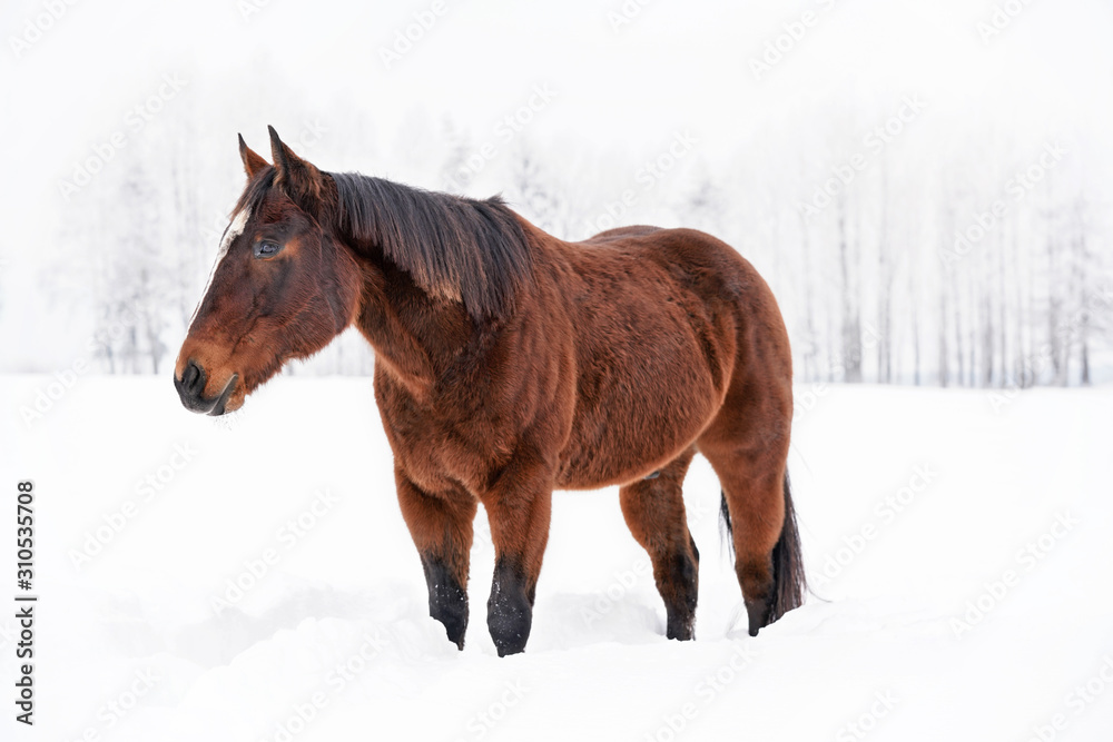 Dark brown horse walks on snow, blurred trees background Dark brown horse walks on snow, blurred trees background