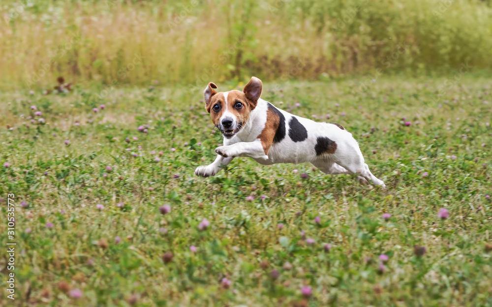 Small Jack Russell terrier running over green meadow after thrown ball, jumping, her legs in air, looking into camera