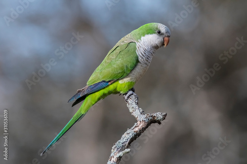 Parakeet perched on a branch of Calden , La Pampa, Patagonia, Argentina © foto4440
