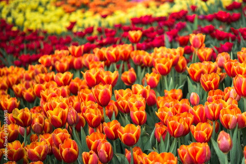 Colorful tulip flower garden, orange red and yellow © Chanawin