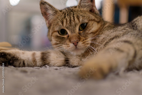 Kleine Katze entspannt auf dem Teppich
