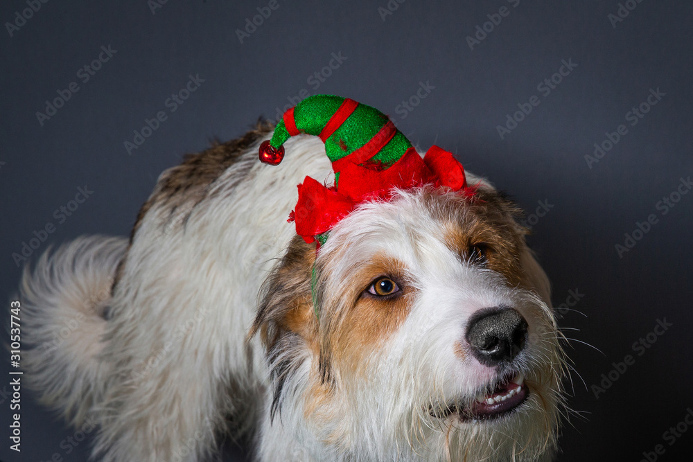 Scruffy Dog With Big Brown Eyes In Christmas Elf party hat Scruffy Dog With Big Brown Eyes In Christmas Elf party hat