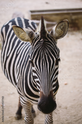 zebra in the zoo of barcelona. Striped black and white mammal animal zebra