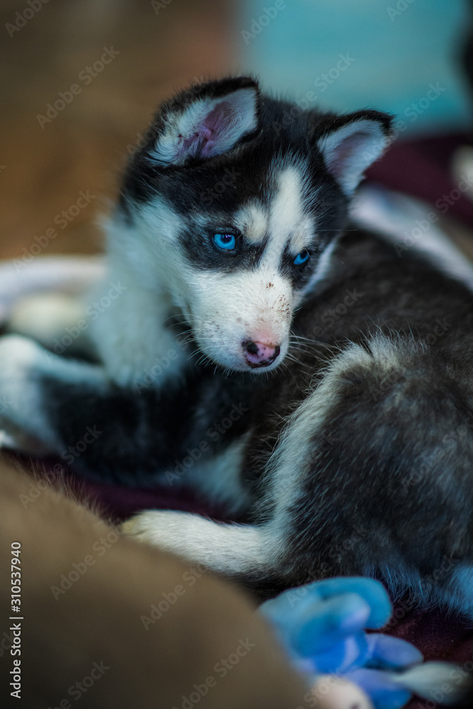 adorable doggos adorable doggos