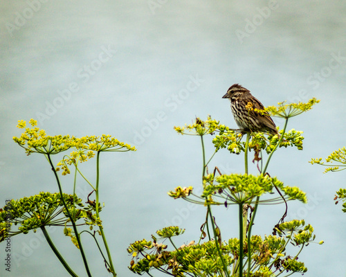 Sparrow in Wild Mustard on a cloudy day