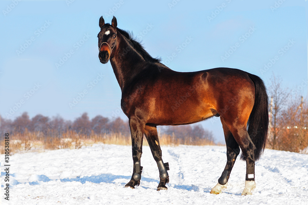 Dark bay warmblood horse posing in winter snowy field Dark bay warmblood horse posing in winter snowy field