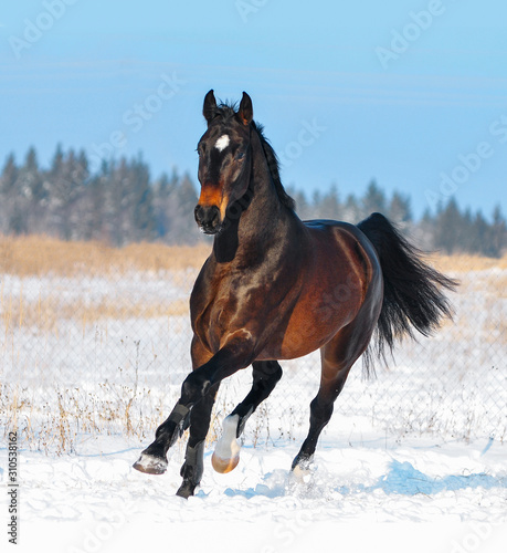 Dark bay warmblood horse runs free in winter snowy field