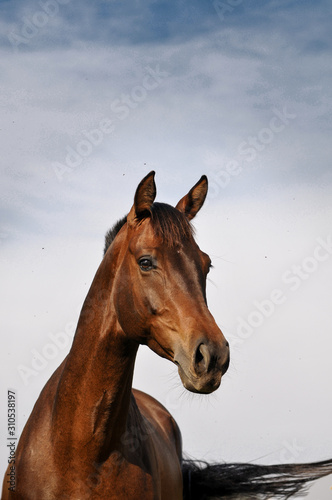 Warmblood bay horse portrait on summer blue sky with copy space above it